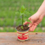 Pepper – California Wonder – 4″ Pot